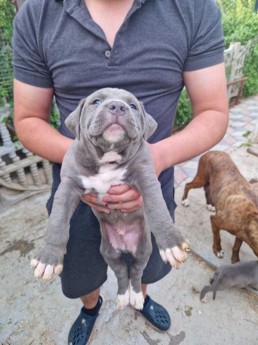 Продам щенков кубинский питбуль.