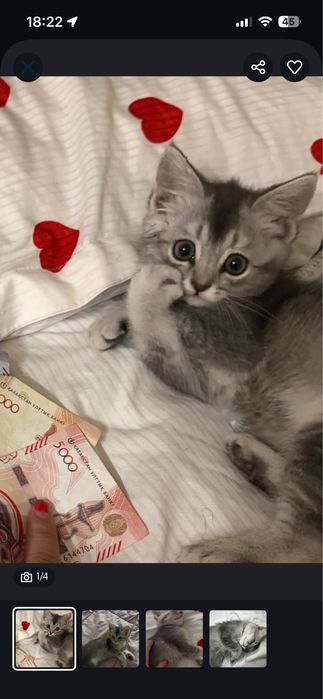 Кошка породистая