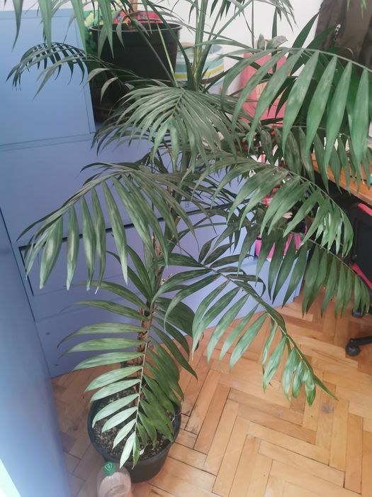 Палма "Хаминдорея"