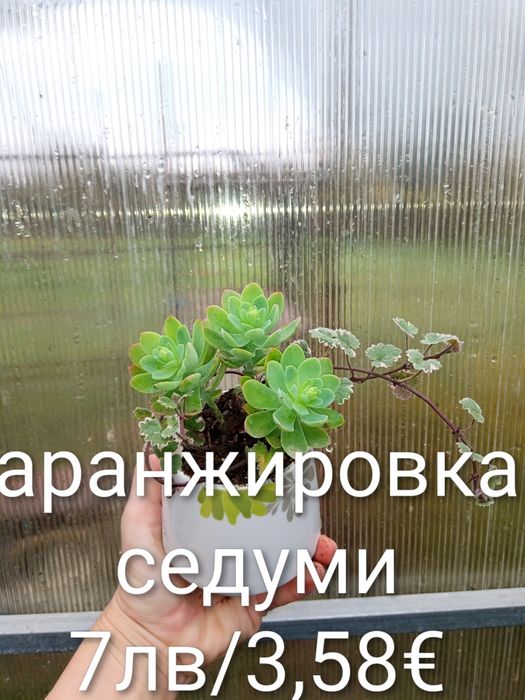 Аранжировки цветя за двора и стайни . Цени на снимките