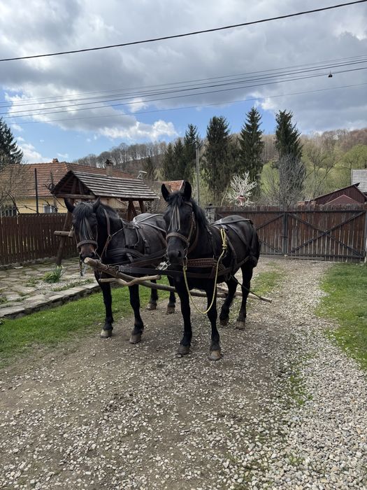 Iepe de vanzare semigreu