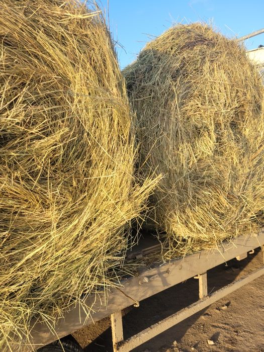 Vând fan de calitate! Am transport!