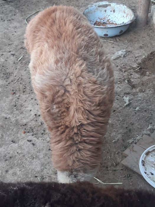 Тоқтылар сатылады