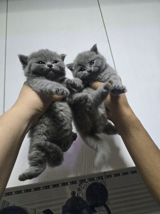 Британские девичка тоза парода