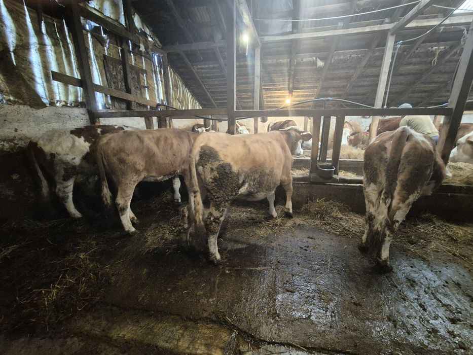 Vand jurinci gestante