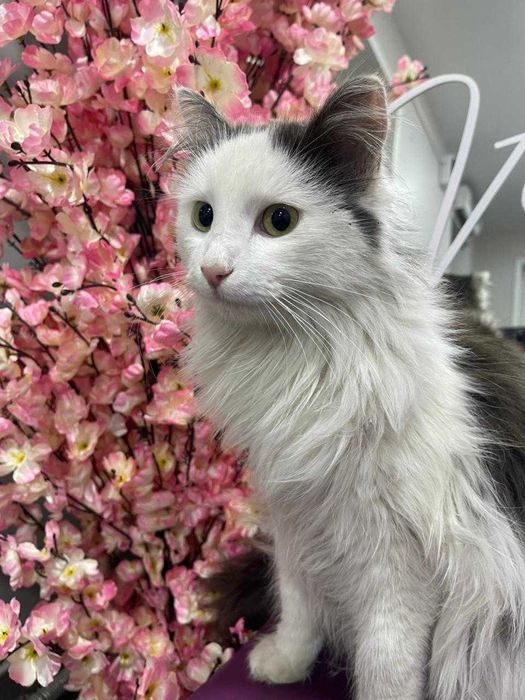 Прокурор ищет любящих хозяев