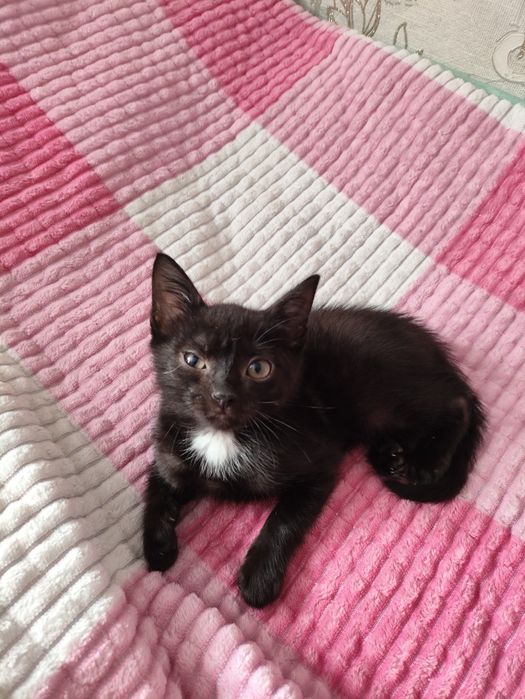 Отдам в добрые руки котят!