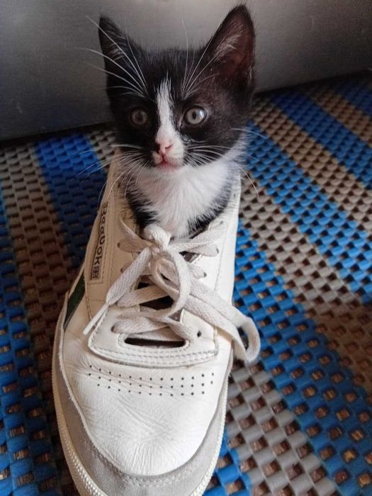 Отдам котят в добрые руки