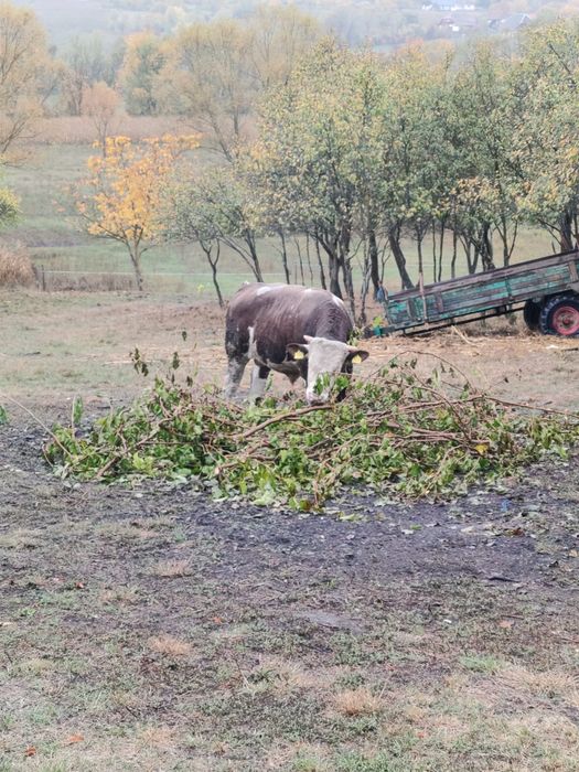 Vitei de vanzare