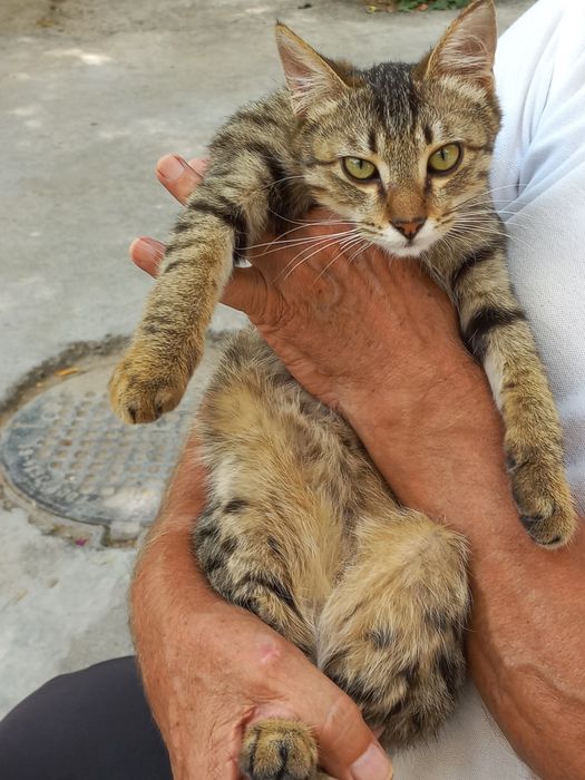 Мальчики коты бесплатно