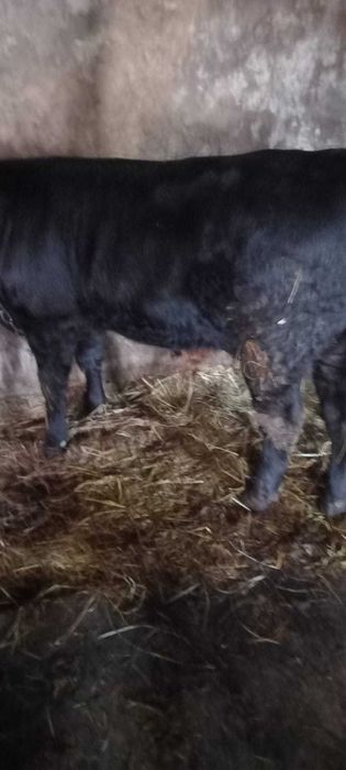 Vând vacă la prima fătare și tăuraș Angus !