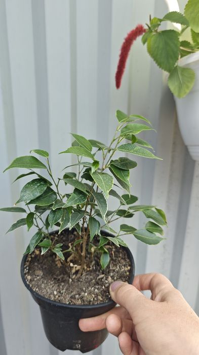 Фикус бенжамина Кинки