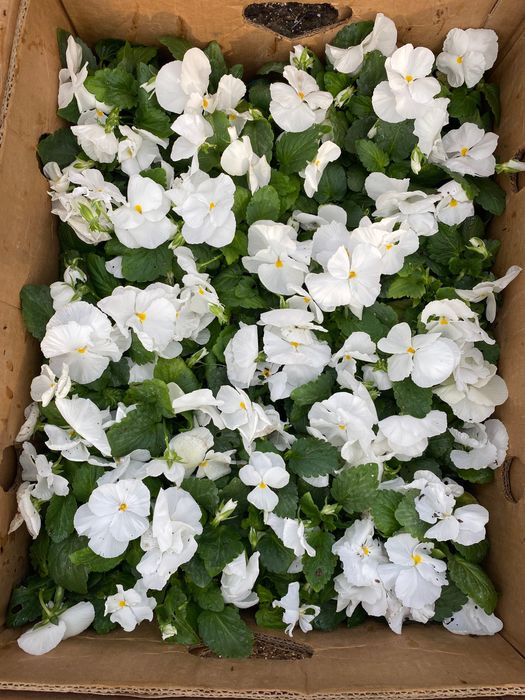 Гул кучатлар, уруглар , гуллар