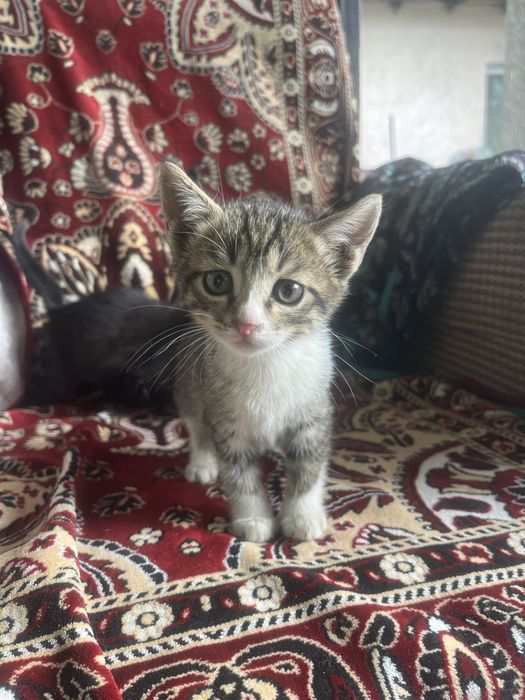 Котята в доьрые руки