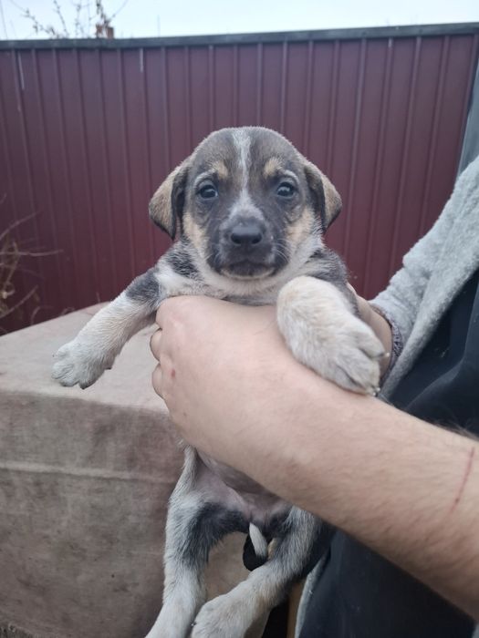 Отдам маленьких щенков