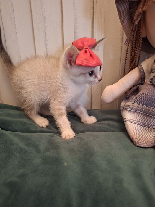 Котенок ищет себе добрых хозяев.
