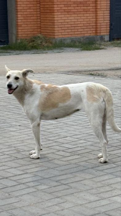 Собака собака собака