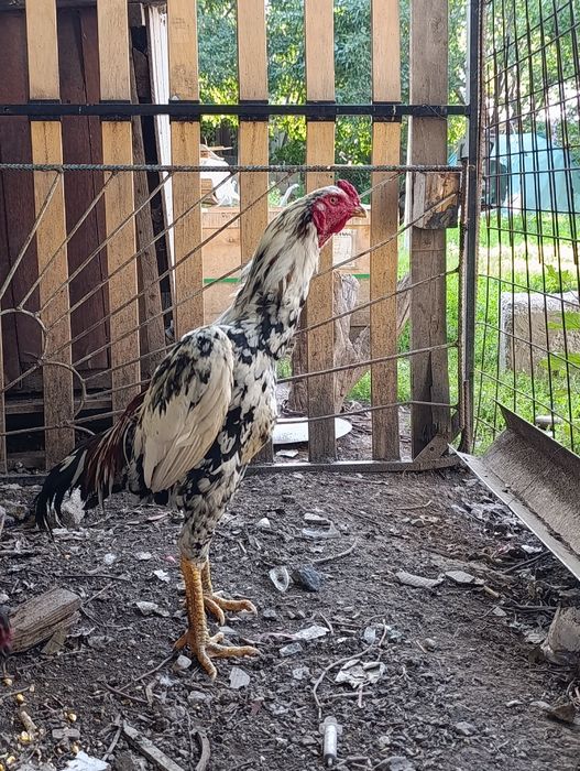 Продам Дакан шамо