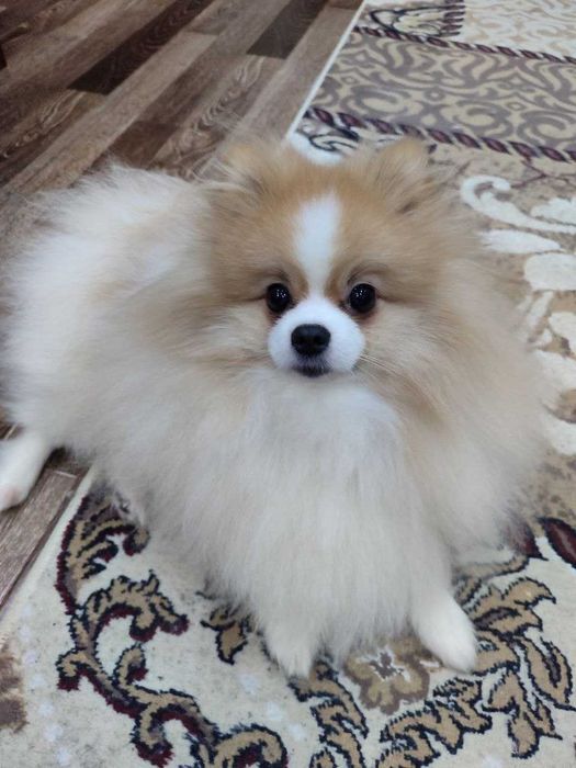 Продается померанский шпиц