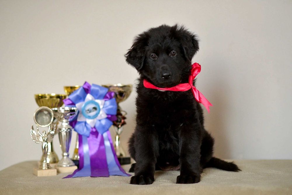 немецкая длинношерстная овчарка РКФ