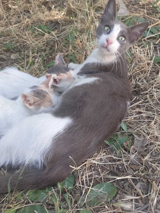 Подарявам коткана една годинка