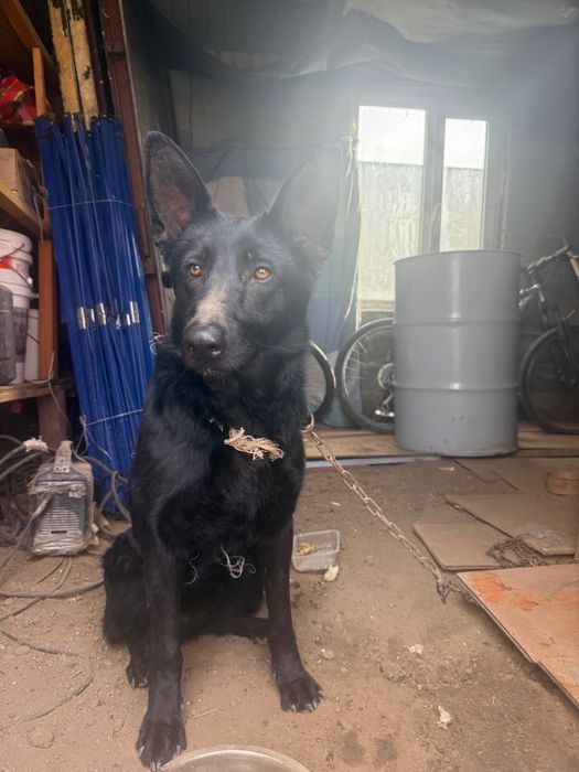 Немецкая овчарка