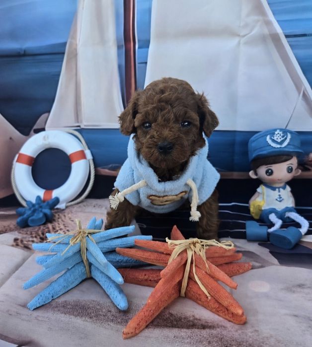Пудел тийкъп Пудел той poodle teacup момче