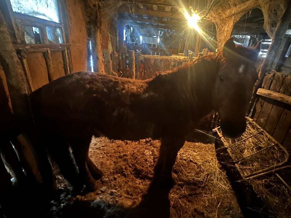 Айғыр сатамын / Продаю Жеребца