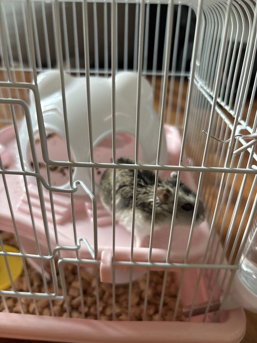 Продам хомяка с клеткой