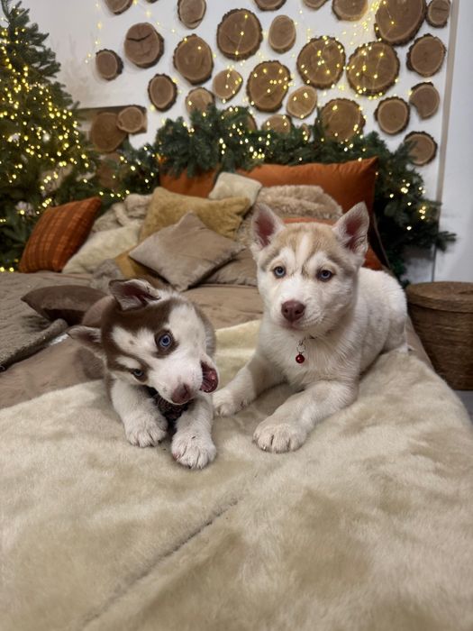 Девочки хаски ну очень красивые