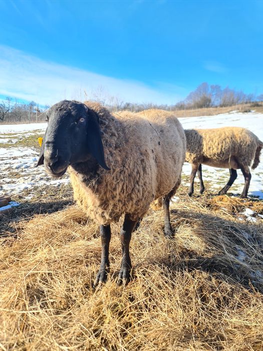 Vând berbec carabaș