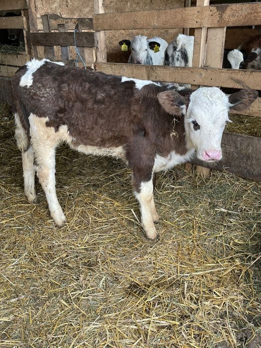 Tăurași și vitele