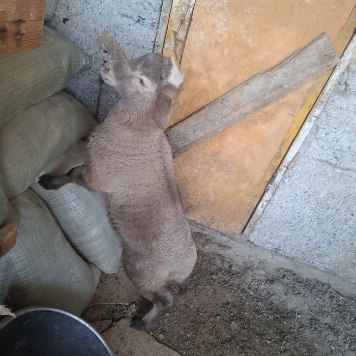 Продам матку с ягненком