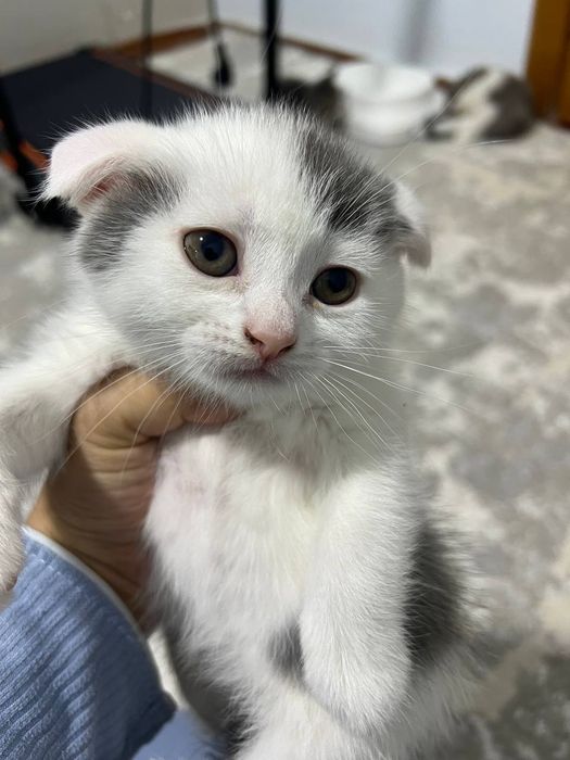 Продаётся котёнок скоттиш фолд