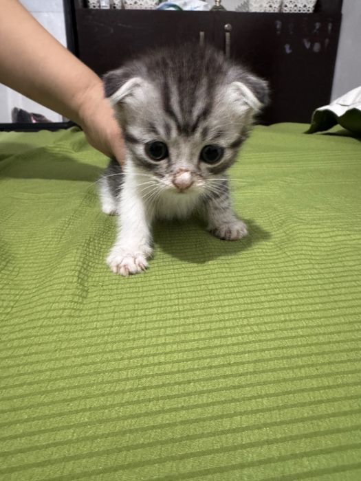 мысық. скоттиш страйт