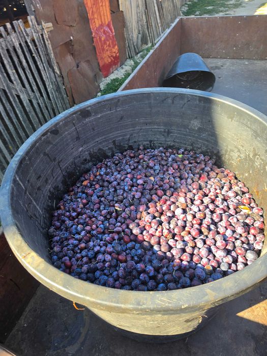 Vând prune, în comuna Dumbrava, sat Bucovăț, județul Timiș. Cantitate: aproximativ 1.500 kg Preț: 2 lei/kg