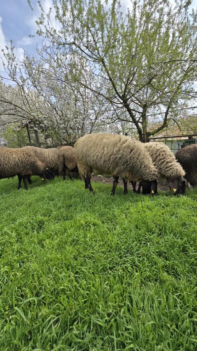 Vând 5 oi și 1 berbec
