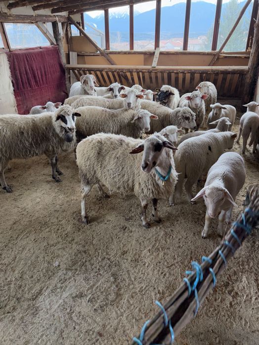 Млади овце 10 бр и 10 броя Агенета