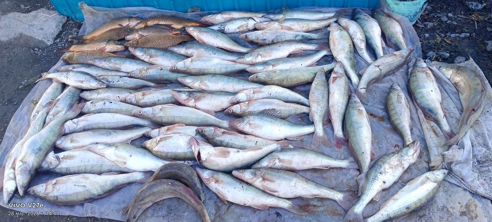 Сазан судак Алакольский