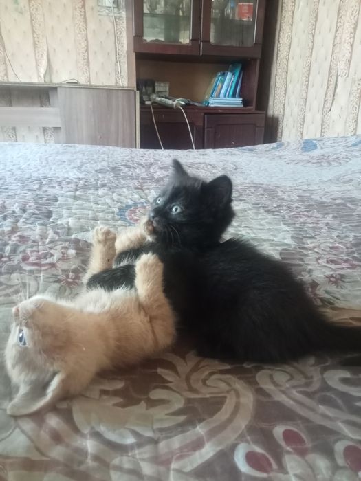 Отдам даром котят