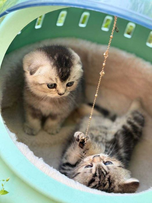 Shinshilla mushukchalar продаётся породистые котята