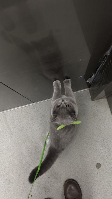 Dora Britan mushuk urgochi 7 oylik toza qonli emlangan,pasporti bor.