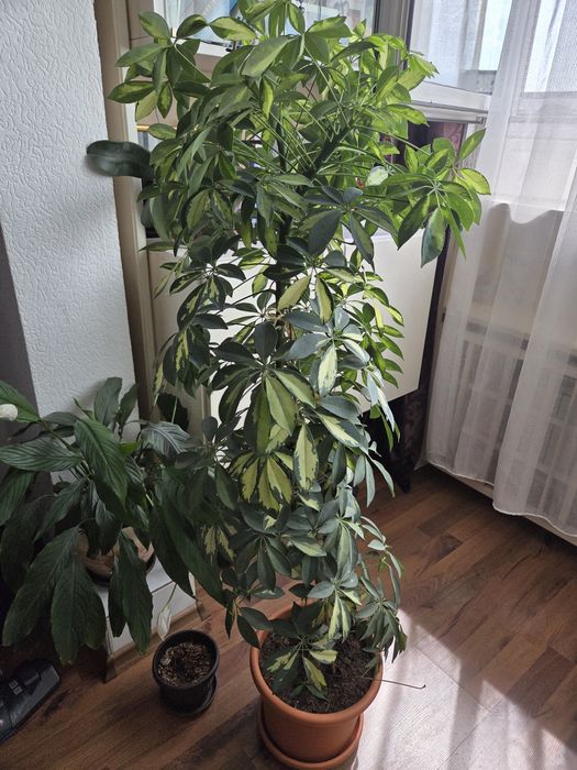 Шефлера/Schefflera