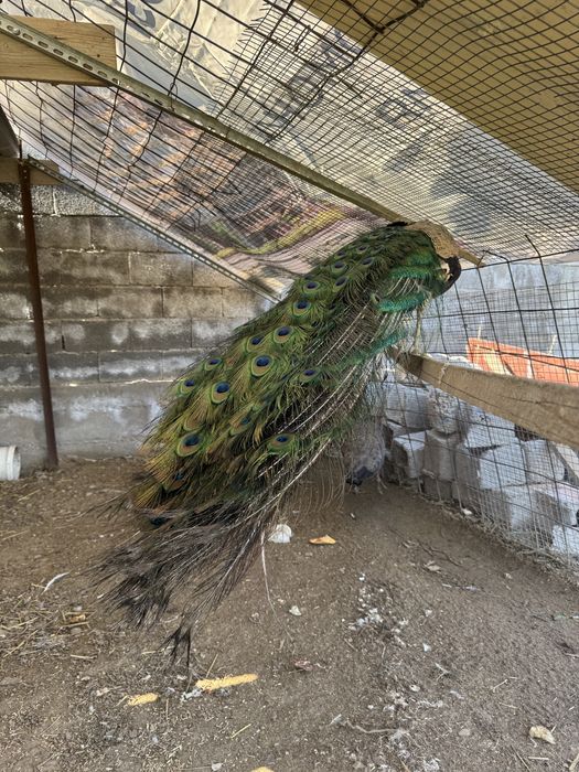 Продам Павлин Индейски
