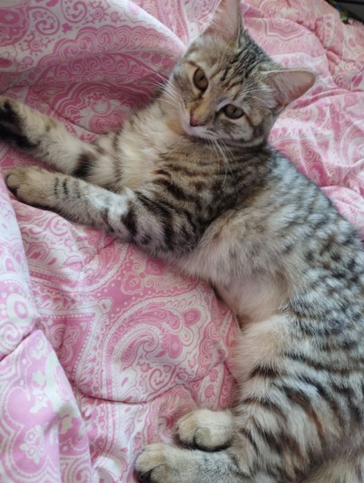 Отдам в добрые руки