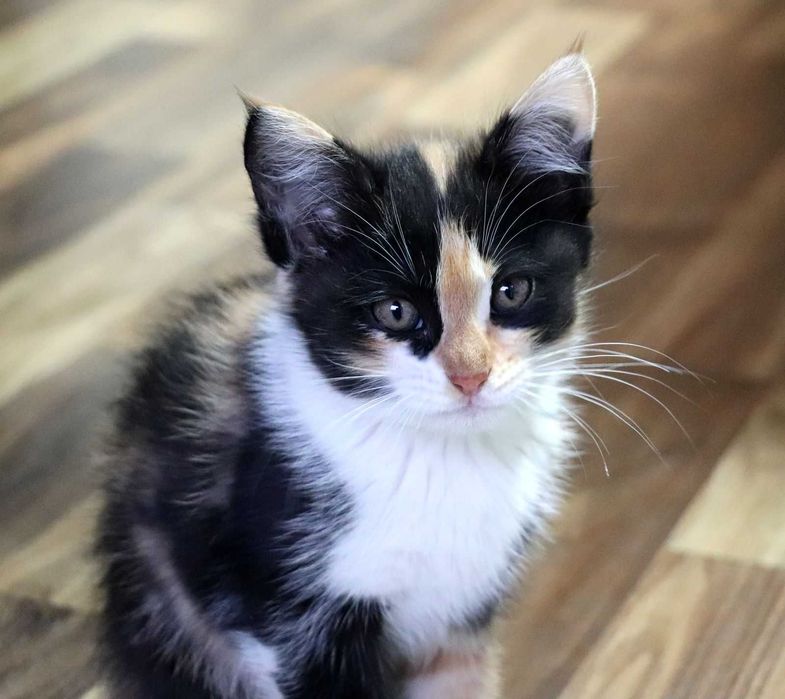 Отдам в хорошие руки котят, 2 девочки, 2 мальчика