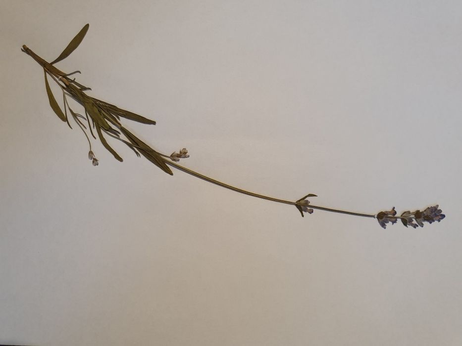 Систематичен хербарий