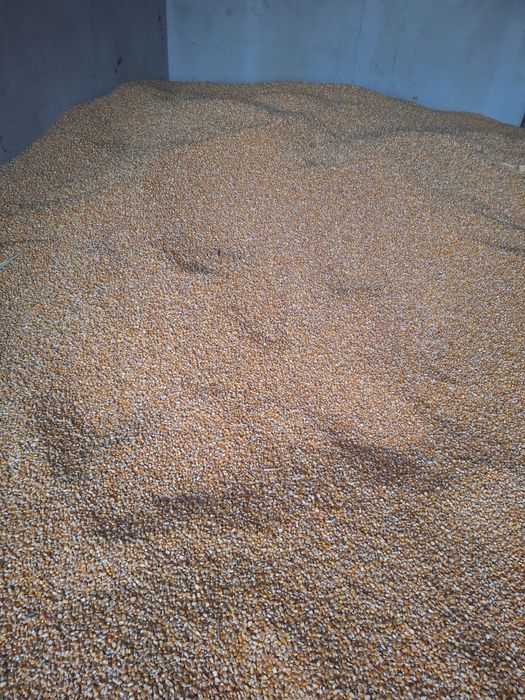 Porumb boabe semisticlos