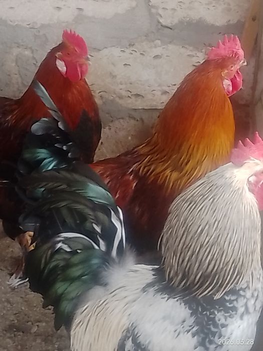 Домашняя живность