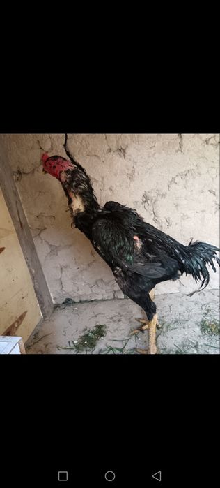 Dakan 11oyli zor